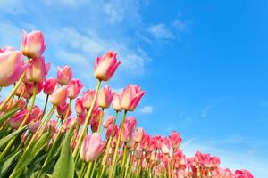 licht roze tropische bloem mooi boeket met exotisch groen blad op land natuur. foto