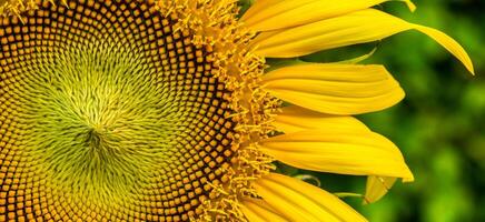 gele zonnebloem tropisch mooi boeket met exotisch groen blad op land natuur. foto