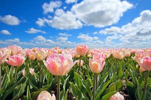 licht roze tropische bloem mooi boeket met exotisch groen blad op land natuur. foto