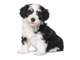 zwart-witte hond puppy's grappige lachende puppy hondje een poot en schattige puppy op wit foto