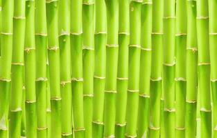 groen japans bamboebos en groeiend oosters behang natuurlijk bamboe. foto