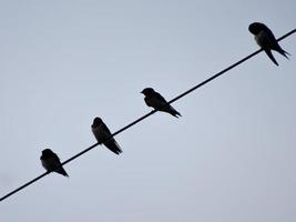 de zwerm vogels zat op hoogspanningslijnen in het bewolkte weer. het natuurtafereel in de sombere nuance van de dag. foto