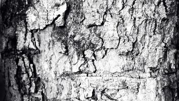 de schorstextuur met een spleetgat, het oppervlak van de boomstam in donkere kleur. de natuurlijke textuur van de bosbouw foto