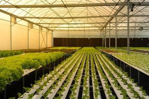 biologische groenten klaar voor levering aan klanten en groeiend in de kwekerij. foto