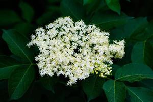 vlierbloesem hoofd. plant, kruid en groente. natuur fotografie. foto