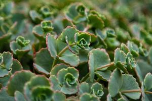 groene bloemhoofd. plant, kruid en groente. natuur fotografie. foto