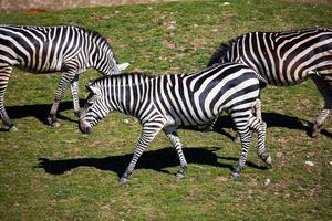 Grant's zebra. zoogdier en zoogdieren. landwereld en fauna. dieren in het wild en zoölogie. foto