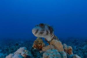 vissen zwemmen in de rode zee, kleurrijke vissen, eilat israel foto