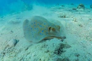 blauwgevlekte pijlstaartrog op de zeebodem in de rode zee foto