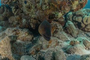 murene mooray lycodontis undulatus in de rode zee, eilat israël foto