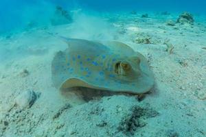 blauwgevlekte pijlstaartrog op de zeebodem in de rode zee foto