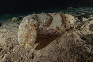 inktvis in de rode zee kleurrijk en mooi, eilat israël foto