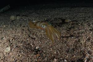 inktvis in de rode zee kleurrijk en mooi, eilat israël foto