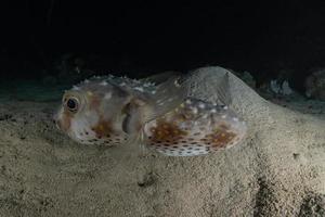 vissen zwemmen in de rode zee, kleurrijke vissen, eilat israel foto