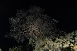 koraalrif en waterplanten in de rode zee, eilat israël foto