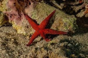 zeester op de zeebodem in de rode zee, eilat israël foto