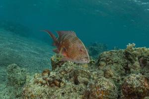 vissen zwemmen in de rode zee, kleurrijke vissen, eilat israel foto