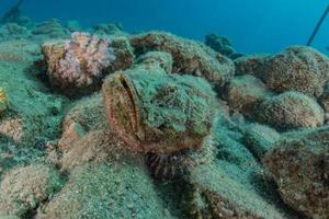 vissen zwemmen in de rode zee, kleurrijke vissen, eilat israel foto