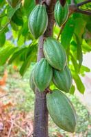 rauwe cacao peulen en cacao fruitbomen in de cacaoplantage. foto