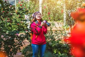 reizen natuur ontspannen in de vakantie. veelkleurige rozen fotograferen in de rozentuin bij doi inthanon chiangmai.