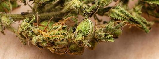 droge groene knop van medische marihuana macro-cannabisplant foto