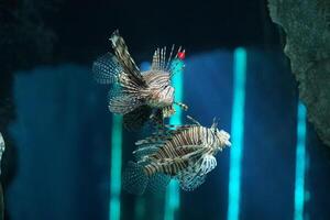 twee leeuwvissen zwemmen in helder water in het aquarium foto