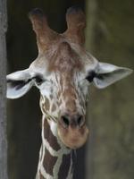 een giraf met langwerpige mond tegen een wazige achtergrond foto