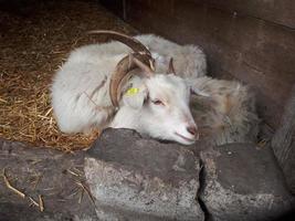 een geit slaapt in zijn kooi foto