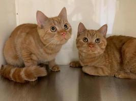 twee schattige oranje kittens tegen een witte muur foto