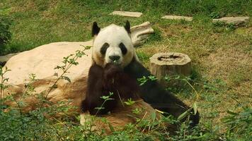 een panda zit terwijl hij planten eet met veel planten foto