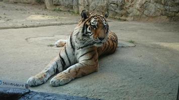 een tijger zit ontspannen op het beton in zijn kooi foto