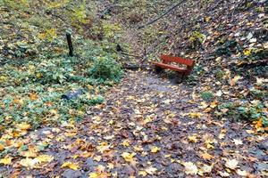 een bospad is bezaaid met gevallen bladeren en leidt naar een oud bankje.