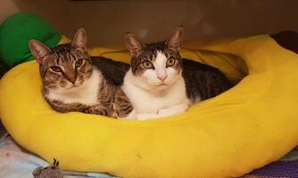 twee schattige katten ontspannen op de bank foto