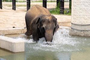 een olifant die aan het baden is en water drinkt in een badkuip foto