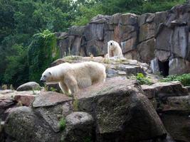 twee witte ijsberen zitten op een rots uit de natuur foto