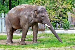 een jonge olifant graast op groen gras in een lentepark. foto