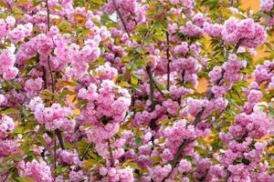 roze bloemen van bloeiende japanse sakura in de lentetuin.