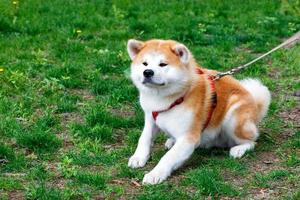 het japanse hondenras akita inu ligt op de achtergrond van het groene gras van het stadsgazon. foto