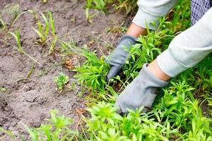 de handen van een boer met handschoenen wieden de tuin en verwijderen het onkruid. foto