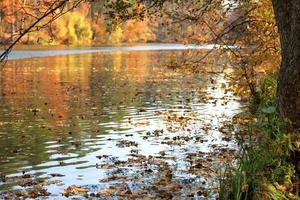 gouden kleuren van herfstgebladerte worden weerspiegeld in het wateroppervlak van een bosmeer. foto