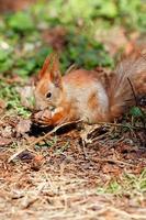 een oranje eekhoorn houdt een walnoot in zijn poten en knaagt eraan tegen een achtergrond van groen gras in onscherpte.
