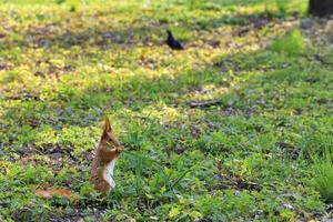 kleine oranje eekhoorn graast in een zonnige weide van een stadspark foto