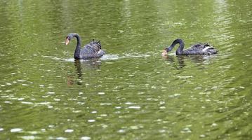 twee zwarte zwanen drijven in het meer. prachtig natuurconcept. foto