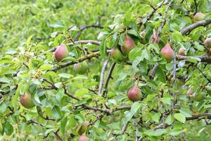rijpe zoete peren groeien op een boomtak op een achtergrond van wazig gebladerte. foto