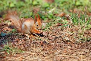 een oranje eekhoorn heeft een walnoot gevonden tussen de gevallen bladeren en kauwt erop.