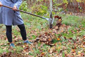 de tuinman harkt de gevallen gele bladeren met een metalen hark in de herfsttuin. foto