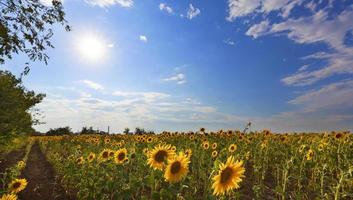 bloeiend zonnebloemveld in tegenlicht tegen een blauwe lucht en felle zon