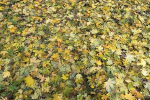 textuur van herfsttapijt van gevallen bladeren foto