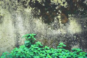 stenen muur perfect georganiseerd, zwarte textuur van rotswand en groen gras achtergrondtextuur foto