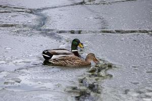 mannelijke en vrouwelijke wilde eend eenden spelen, drijven en krijsen in de winter ijs bevroren stadspark vijver. foto